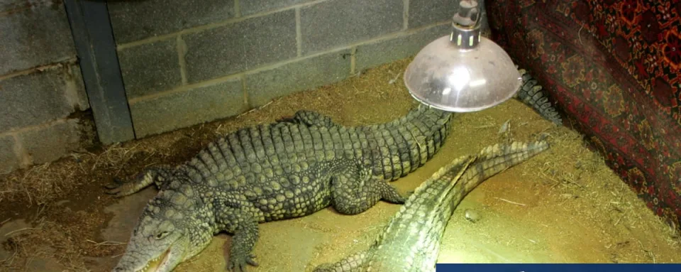 Boy Injured in Zoo Crocodile Enclosure, Man Arrested