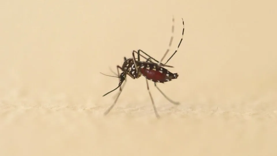 Plus de 210 cas de maladies tropicales importées en France
